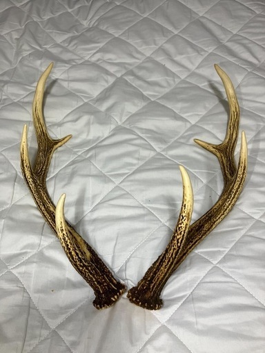 日本ジカの角北海道産2本セット