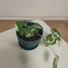 9/10まで出品　観葉植物の画像