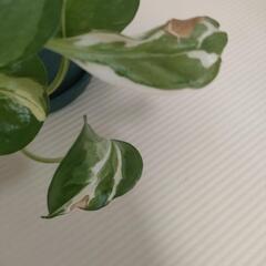 9/10まで出品　観葉植物の画像