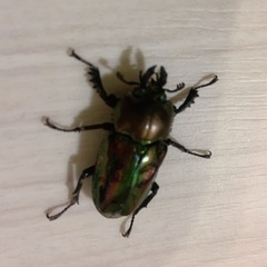 決まりました◎　ニジイロクワガタ　ペアの画像