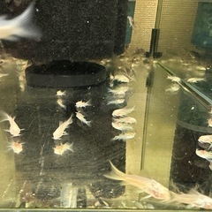 🐠コリドラス アエネウス アルビノ 白コリドラス  全長±2〜2.5㎝ 1匹100円【在庫10匹】自家繁殖個体　No.5の画像