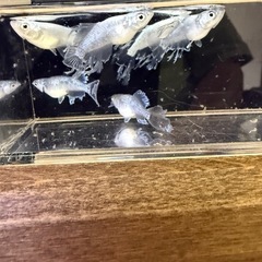 最新品種　高級メダカ　デーモン成魚　格安　1匹　2000円‼️の画像
