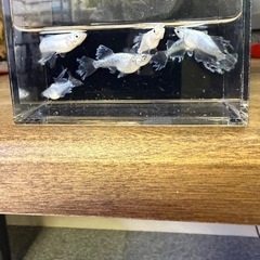 最新品種　高級メダカ　デーモン成魚　格安　1匹　2000円‼️の画像