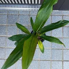 幸福の木ドラセナ①の画像