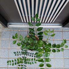 シマトネリコ➁の画像