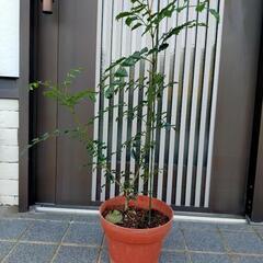 シマトネリコ➁の画像