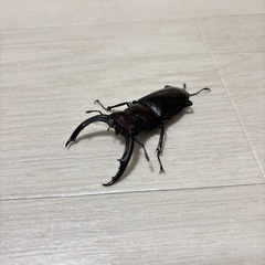 マンディブラリスフタマタクワガタ　ペア　恋恋様の画像