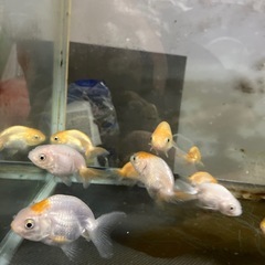 金魚
の画像