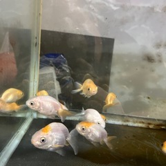 金魚
の画像