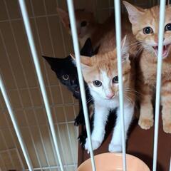 要らなくなった猫用品、餌などありませんか？