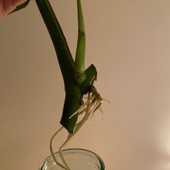 モンステラ　発根済み　新芽ありの画像