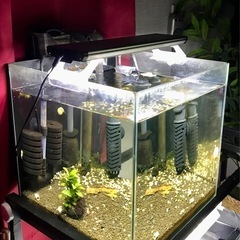 ガラス水槽 キューブ 30cm LED ライト その他 飼育セット　の画像