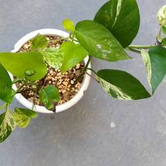 観葉植物あげますの画像