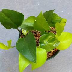 観葉植物あげますの画像