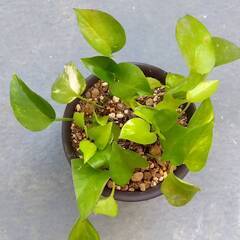 観葉植物あげますの画像