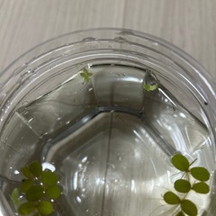 ミックスメダカの稚魚の画像