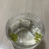 ランキングキーワードに紐づく投稿画像-メダカ