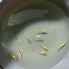 🌸豪華3点セット🌸人気品種メダカ　 サンシャイン20匹以上（稚魚〜若魚）＆ホテイ草1個＆新品10Lバケツの画像