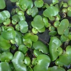 🌸豪華3点セット🌸人気品種メダカ　 サンシャイン20匹以上（稚魚〜若魚）＆ホテイ草1個＆新品10Lバケツの画像