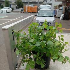 🐚湿生・水生植物、水草チャリティー販売（🍀福祉活動に役立て…