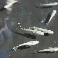 【サービス価格】《メダカ》緑光　若魚10匹の画像