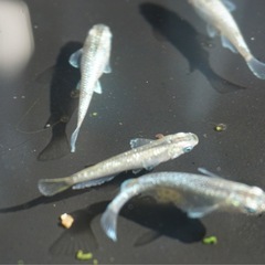 【サービス価格】《メダカ》緑光　若魚10匹の画像