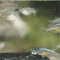 【サービス価格】《メダカ》緑光　若魚10匹の画像