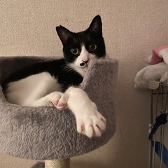 ハチワレ　里親募集