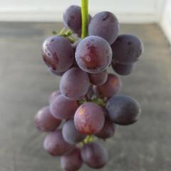 ぶどう🍇（ピオーネ2kg）の画像