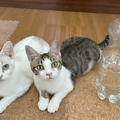 ⭐️白い子トライアル中⭐️生後半年～1年未満のとても人懐っこい猫...