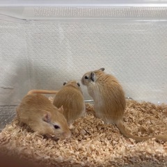 【里親さん決まりました】カラージャービル　男の子③