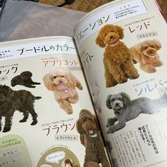 いぬのきもち特別編集 プードル もっと楽しくなる本 ベネッセ・ムックの画像