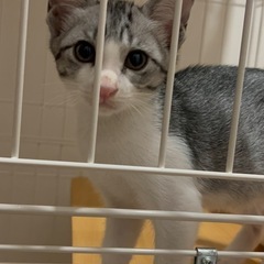 サバシロ　男の子　約3ヶ月