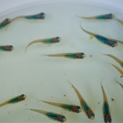 【サービス価格】《メダカ》しずく　若魚10匹の画像