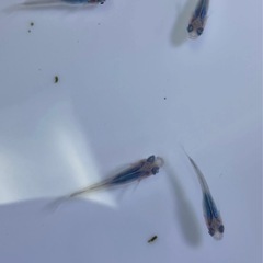 深海メダカ若魚1ペア＋ミナミヌマエビ5匹セットの画像
