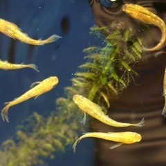 《メダカ》レクリス　若魚10匹の画像
