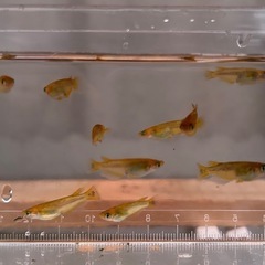 《メダカ》レクリス　若魚10匹の画像