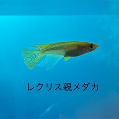 《メダカ》レクリス　若魚10匹の画像