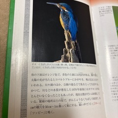 声が聞こえる野鳥図鑑　サウンドリーダー付きの画像