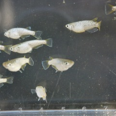 【受け渡し者様決定】《メダカ》KAGRA 若魚10匹の画像