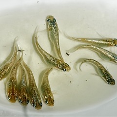 【受け渡し者様決定】《メダカ》KAGRA 若魚10匹の画像