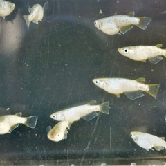 【受け渡し者様決定】《メダカ》KAGRA 若魚10匹の画像