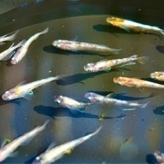 《メダカ》花魁　若魚10匹の画像
