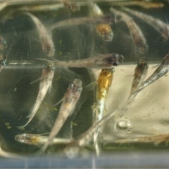 《メダカ》花魁　若魚10匹の画像