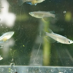 《メダカ》天女の舞　若魚10匹の画像