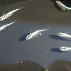 《メダカ》天女の舞　若魚10匹の画像