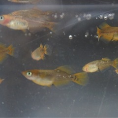 《メダカ》竜章鳳姿(りゅうしょうほうし) 若魚10匹の画像