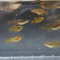 《メダカ》竜章鳳姿(りゅうしょうほうし) 若魚10匹の画像