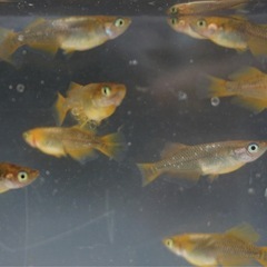 《メダカ》竜章鳳姿(りゅうしょうほうし) 若魚10匹の画像