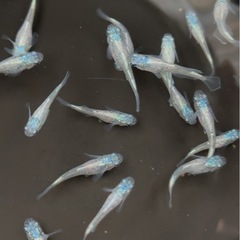 御器所めだか　西郷めだかさん直ブリード個体追加‼️